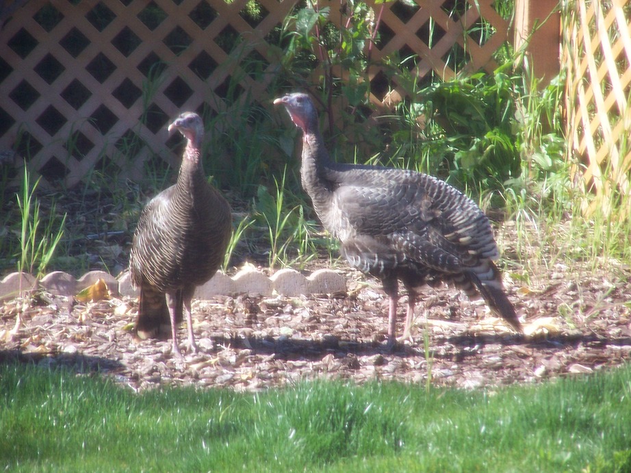 Bay Point, CA: Wild Turkeys in My Back Yard