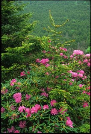 Roan Mountain, TN: Mt. Roan