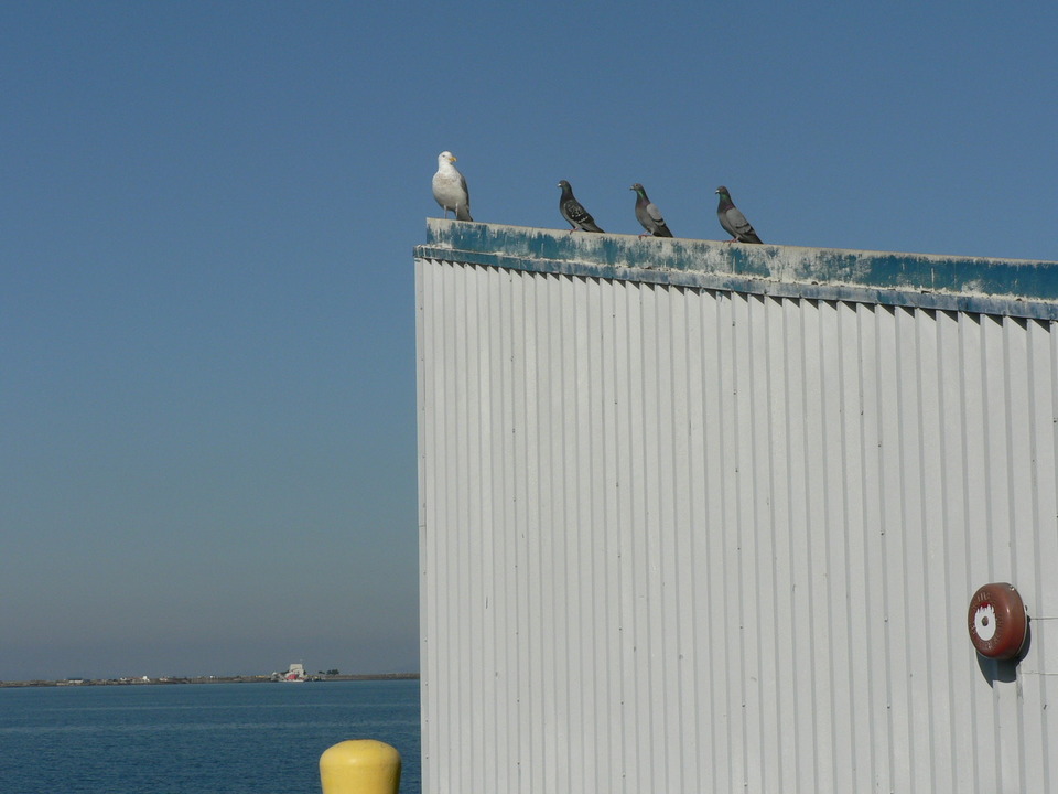 Port Angeles, WA: Johnathan Livingston Seagull Instructs Pigeons at City Pier