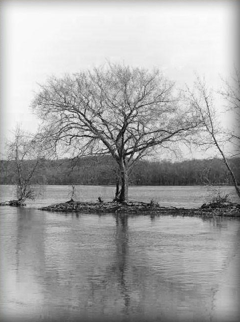 Henry, IL: Tree at the lock
