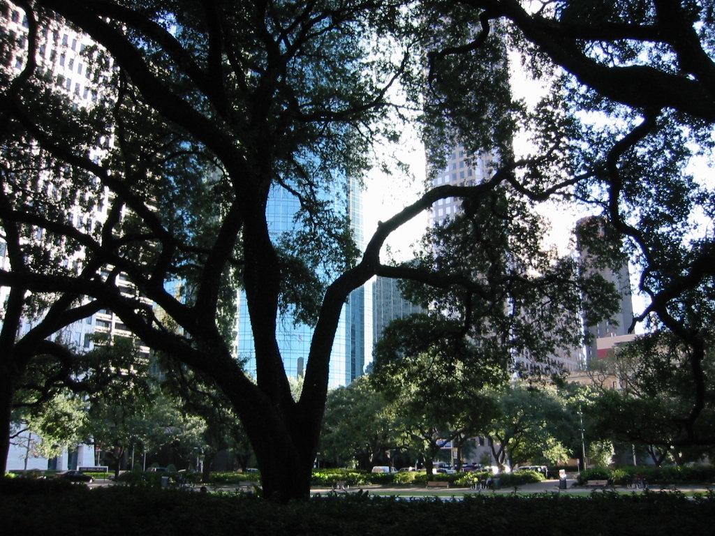 Houston, TX: Downtown trees