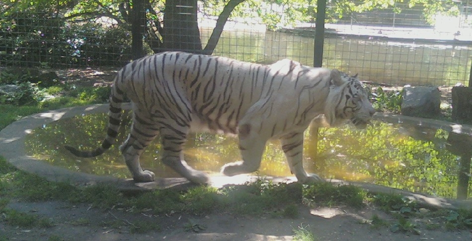 Bridgeton, NJ: White Tiger at the Cohanzick Zoo in Bridgeton, NJ