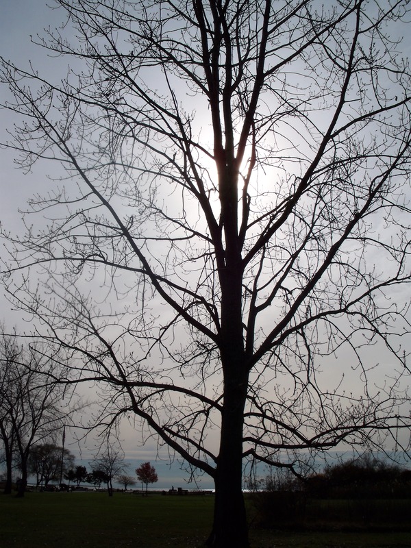 West Haven, CT: Tree at the beach at Sunset