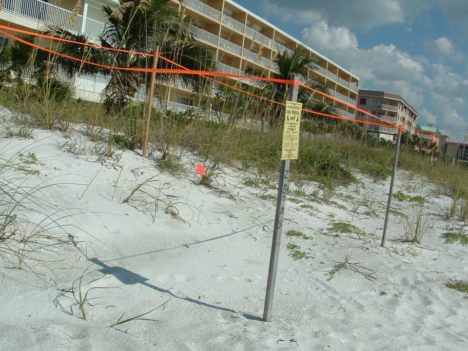 Indian Shores, FL: Turtle Nest On The Beach