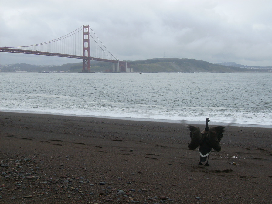 San Francisco, CA: Under the Golden Gate