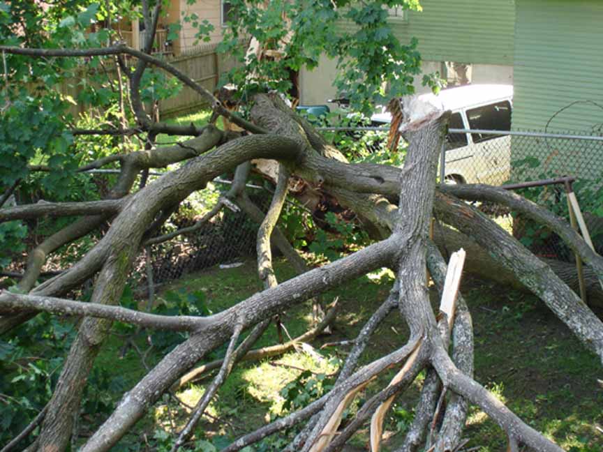 Windham, CT: Tree downed by storm on the 27th. of June at 24 Oak street in Willimantic.