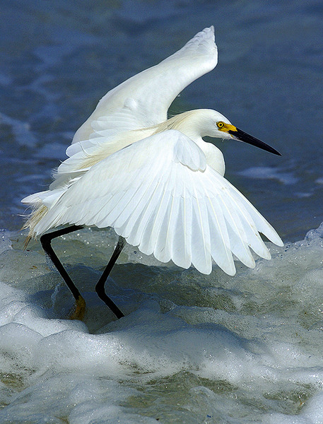 Nokomis, FL: An egret at the North Jetty in Nokomis, FL.