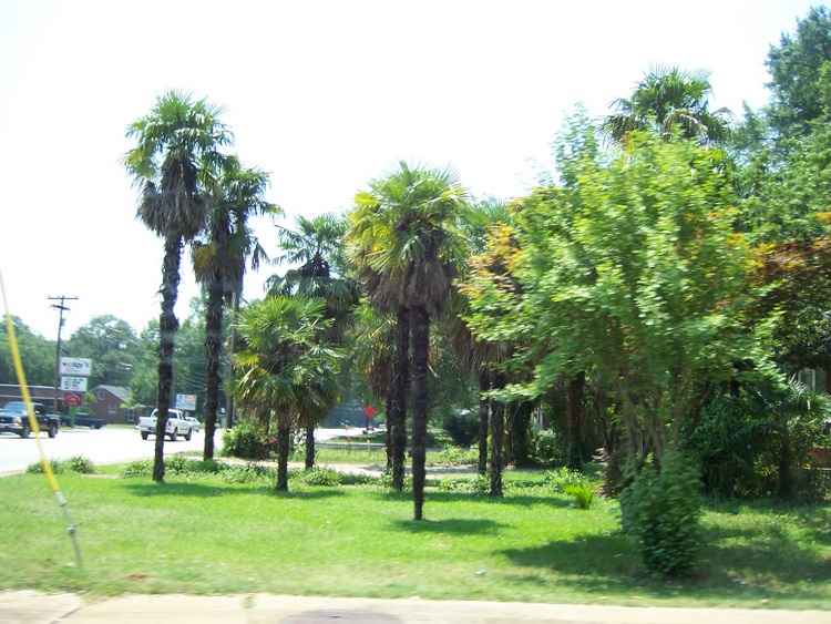 Anderson, SC: Palm trees in Anderson SC