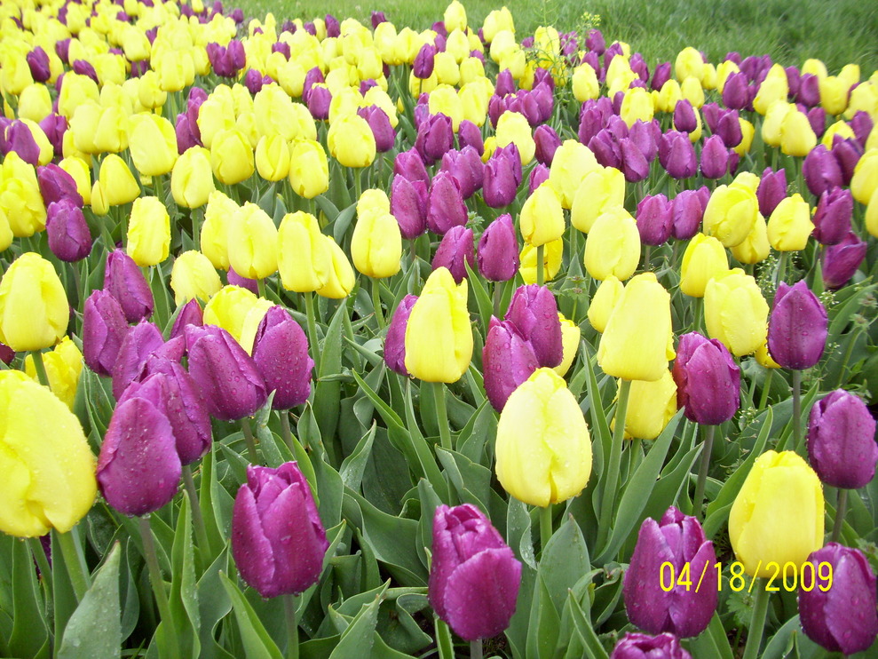Kansas City, MO: Tulips in a Field in Kansas City, MO March 2009