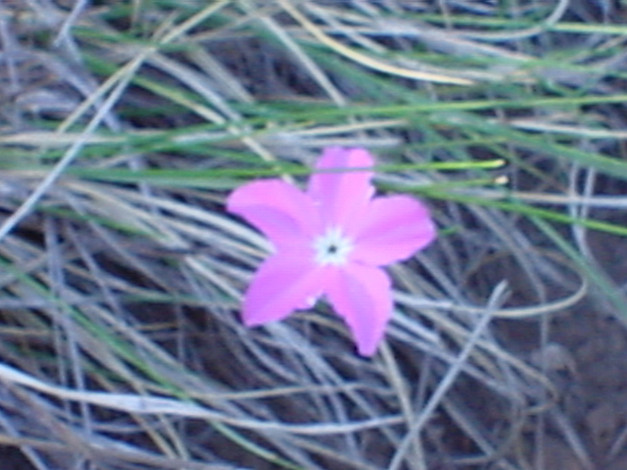 Timberon, NM Just a real nice wildflower shot taken on our place, west ot the airport photo