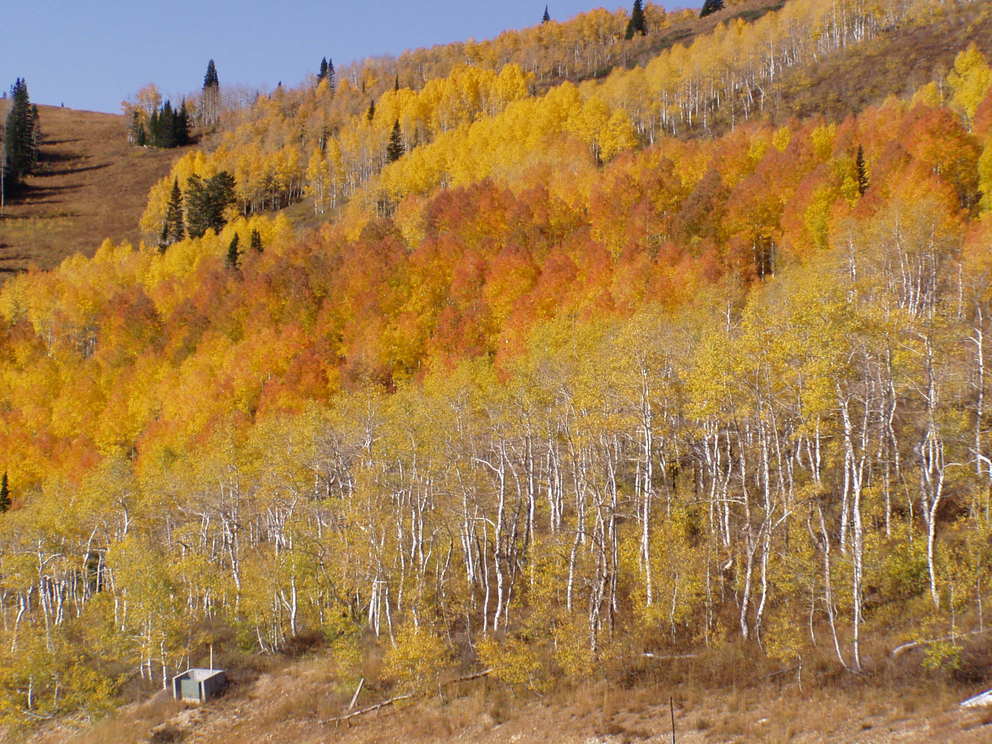 North Ogden, UT Fall Colors at powder Mountain photo, picture, image
