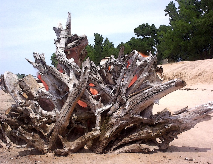 St. Joseph, MI: big driftwood