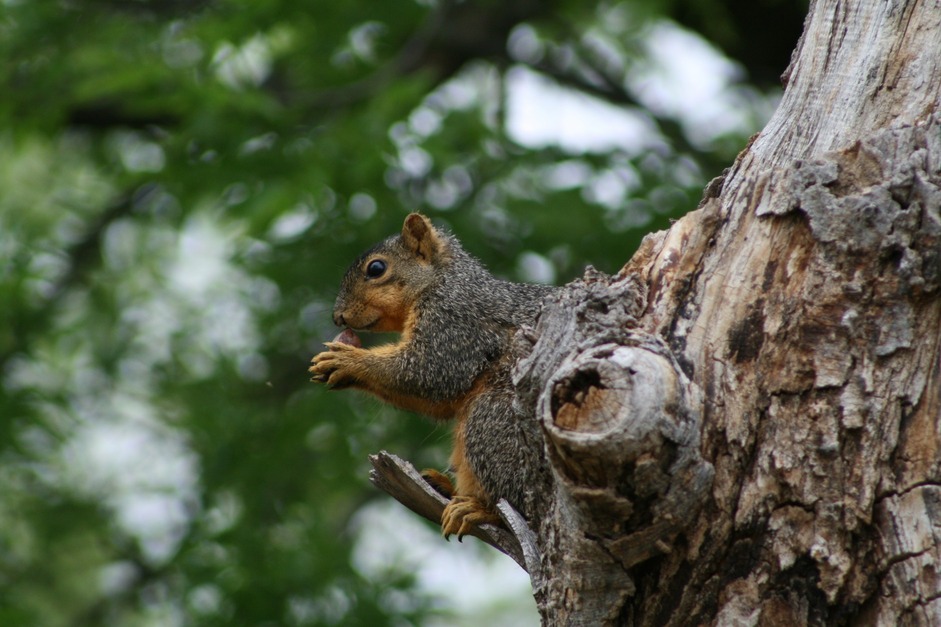 Sherman, TX: Sherman Squirrel Socialite