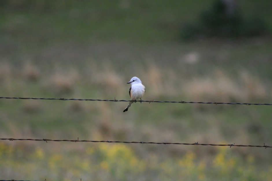Sherman, TX: Bird On A Wire