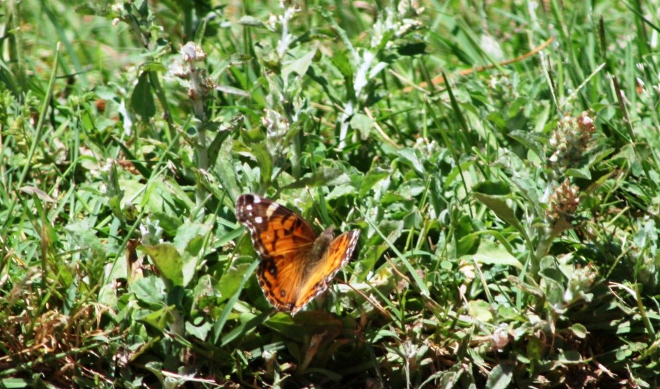 Sherman, TX: Butterfly Beauty
