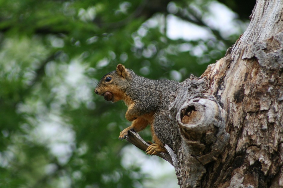 Sherman, TX: Love Those Cute Squirrels!