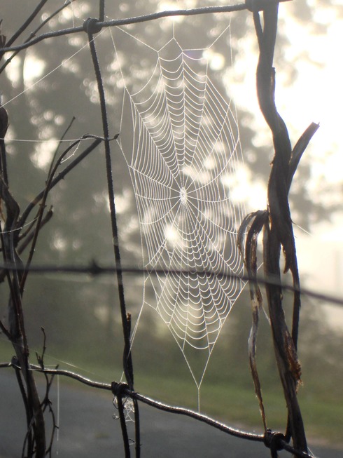 Odenville, AL: Spider web on back fence