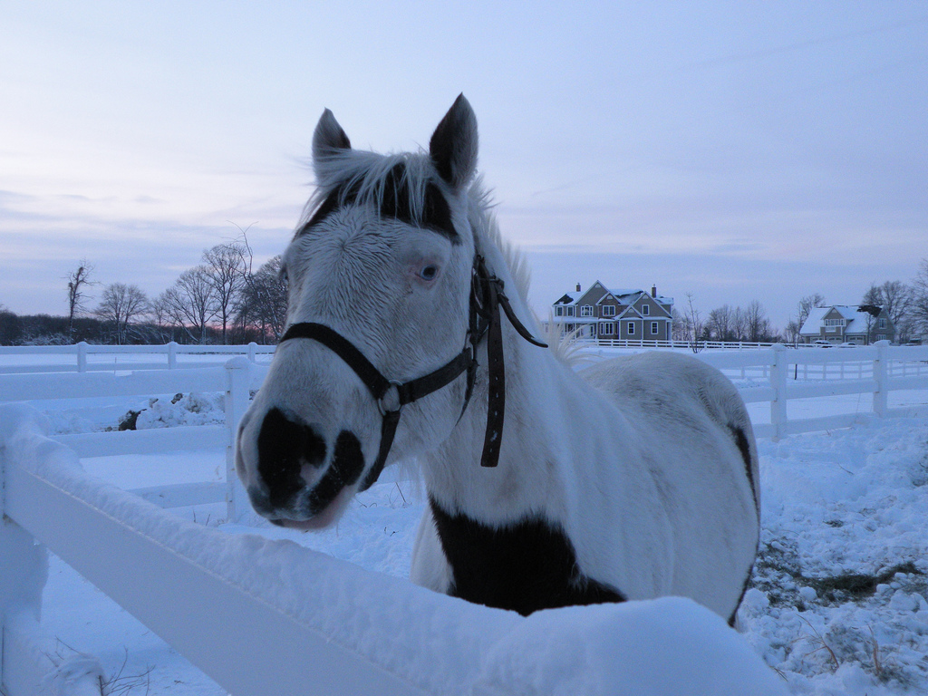 Ridgely, MD: Winter Horse, Ridgely, Maryland