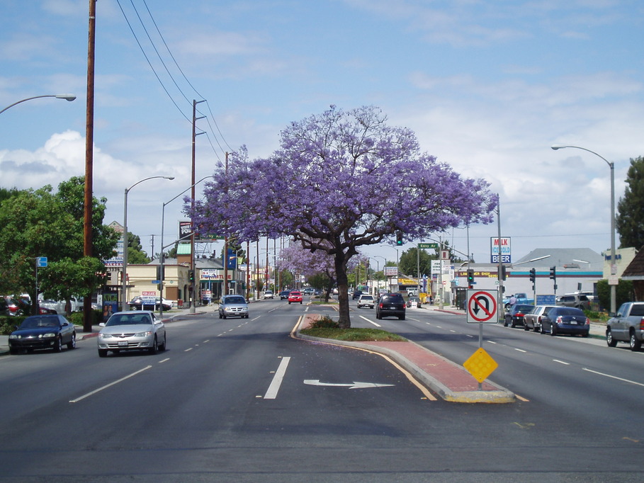 Long Beach, CA: Long Beach, Jacaranda blooming