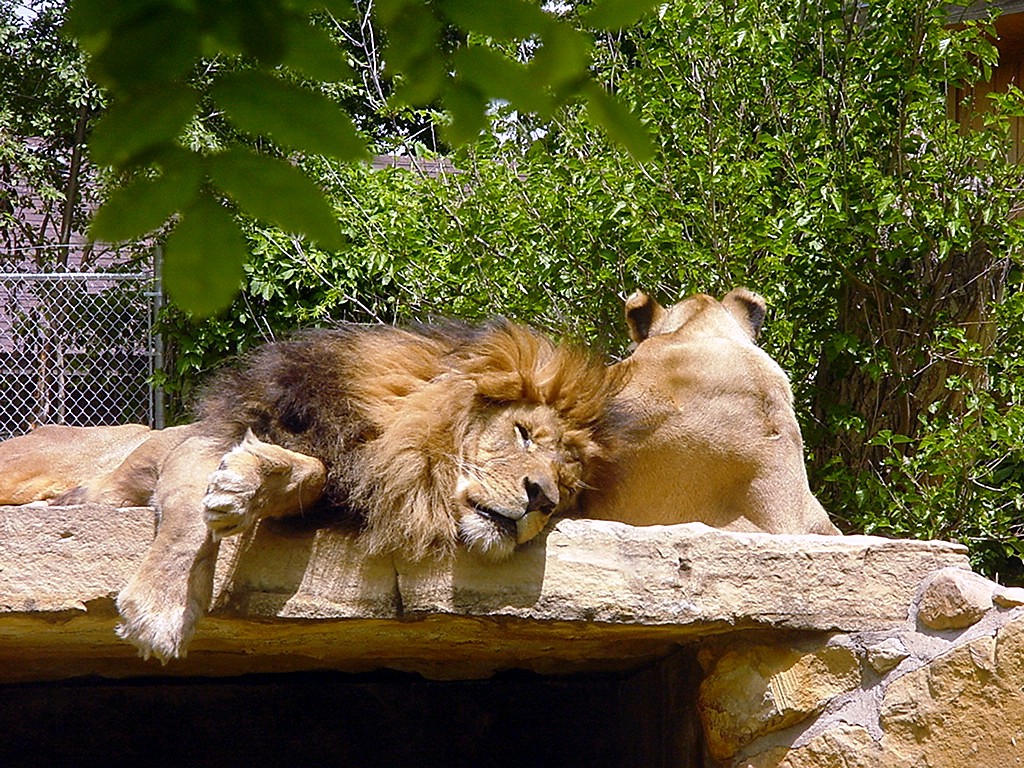 Great Bend, KS: Lion and mate at Great Bend Zoo