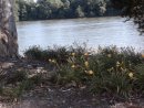 North Augusta, SC: Flowers beside the river at The Landing