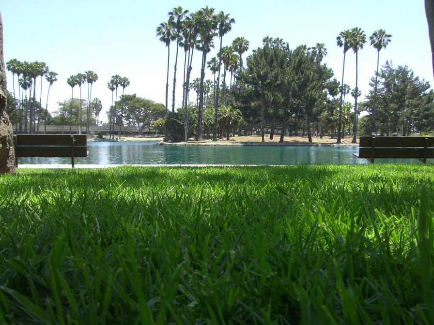 Gardena, CA: Gardena Green Life - Park view of sharing green grass and blue water