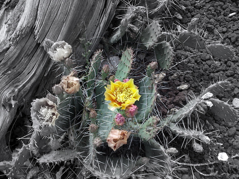 Blanding, UT: Blanding, Utah Cactus Flower