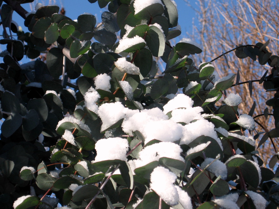 Haw River, NC: Snow on my eucalyptus with the Carolina Blue sky as back ground. Beautuful HR!