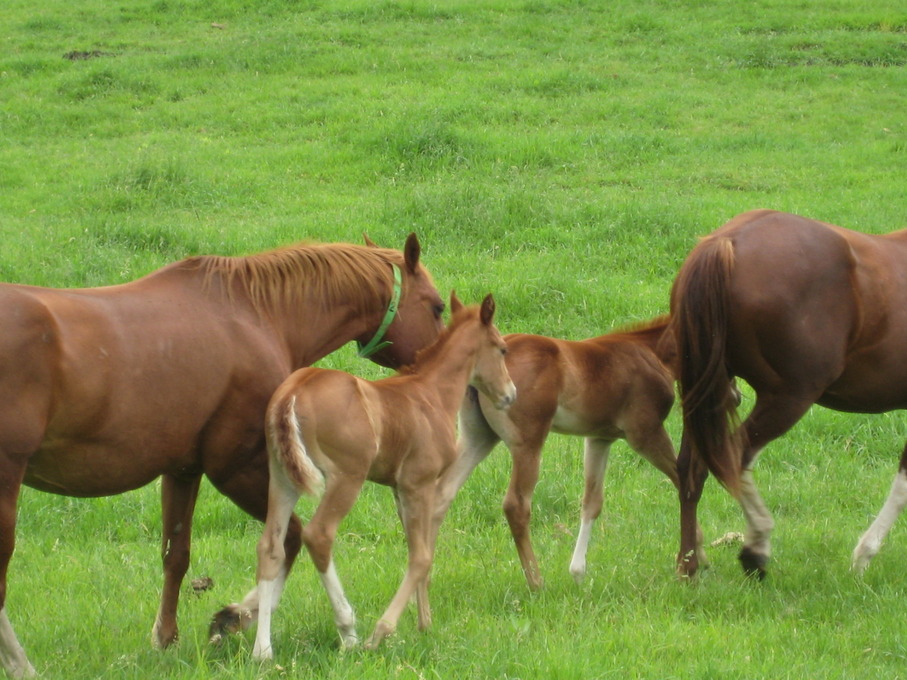 Eldora, IA: Resinger Farms - Horse & Foals Out for a Breath of Fresh Air