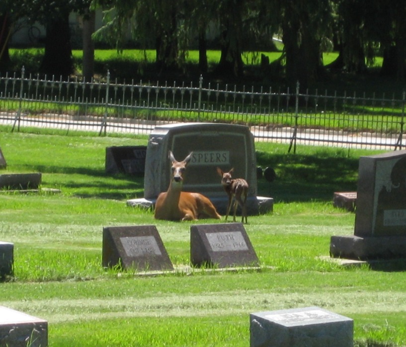 Eldora, IA: Doe & Fawn Hanging Out