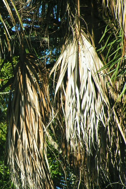 Sanford, FL : palm trees photo, picture, image (Florida) at city-data.com