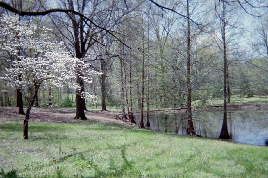 Bolivar, TN Spring time in Bolivar photo, picture, image (Tennessee