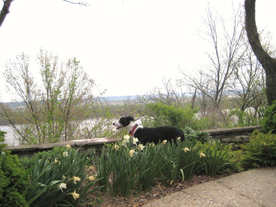 Oakville, MO: mia enjoying the mississippi river view from bee tree park