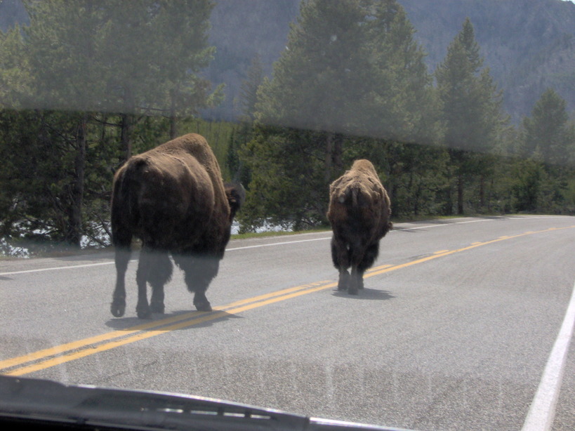 West Yellowstone, MT: Buffalo in Yellowstone