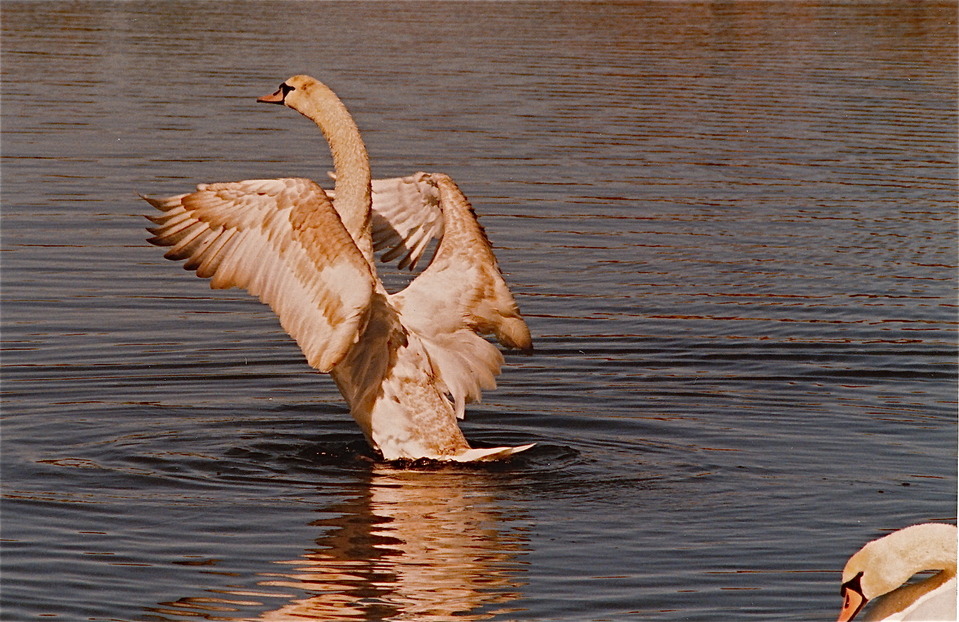 Cambridge, MD: THIS SWAN JUST LANDED DOWN NEAR CEDAR ST. AS WE WERE DRIVING BY,SO WE QIUCKLY TOOK A PICTURE AND REALIZED IT MUST HAVE BEEN A LONG TRIP WITH A CLEAN-UP NEEDED.