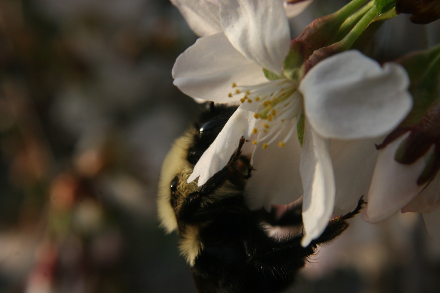 Middleville, MI: A bee in a flower