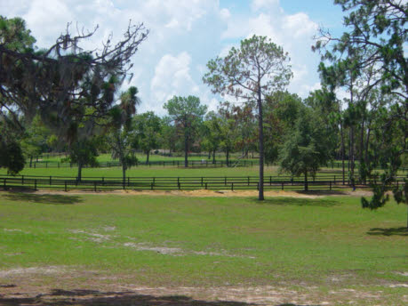Pine Ridge, FL: Pine Ridge Equestrian Estates pastures