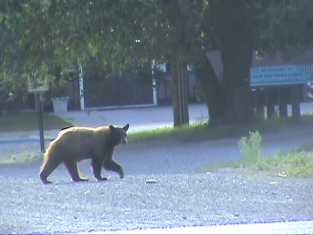 Dolores, CO: bear by the school