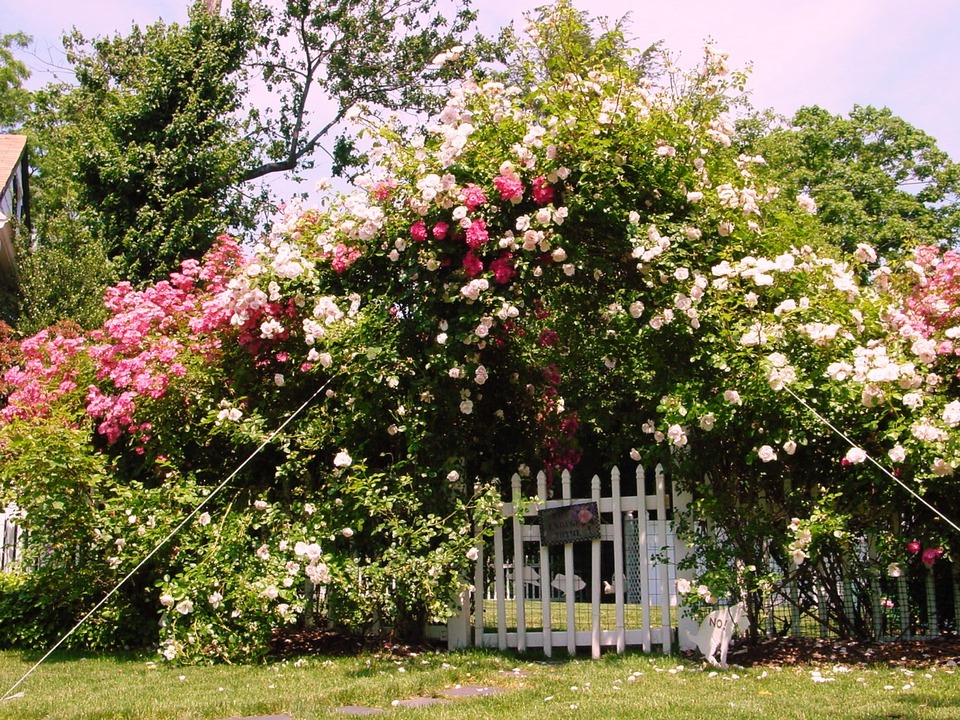 New Rochelle, NY: The Cottage on Webster - Rose Arch in Bloom