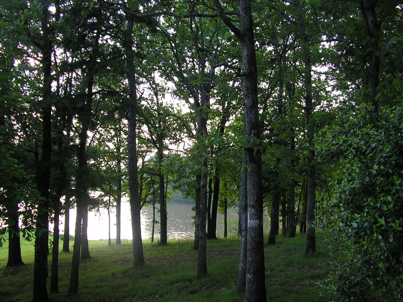 London, AR: Wooded view of a Lake Dardanelle Cove in London