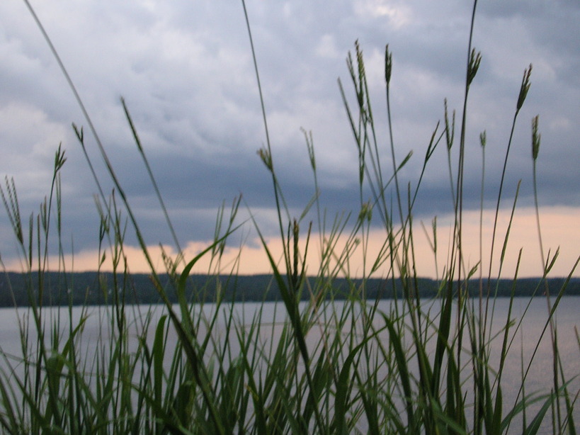 London, AR: Tall Grass by the Lake