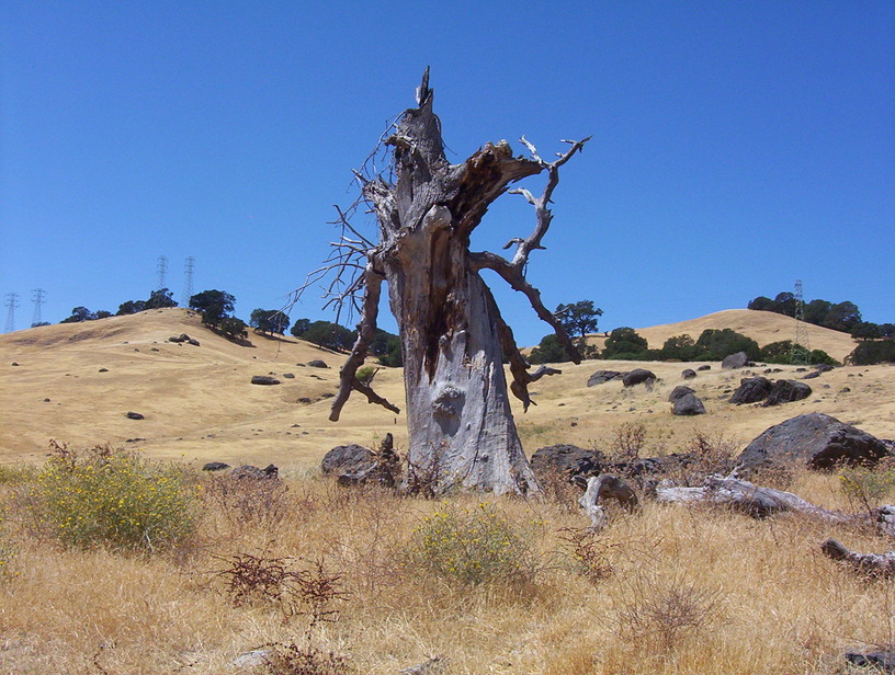 Vacaville, CA: This is a photograph of a lightening-struck tree in Vacaville's hills.
