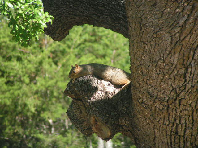Timberwood Park, TX: A very relaxed squirrel in Timberwood Park