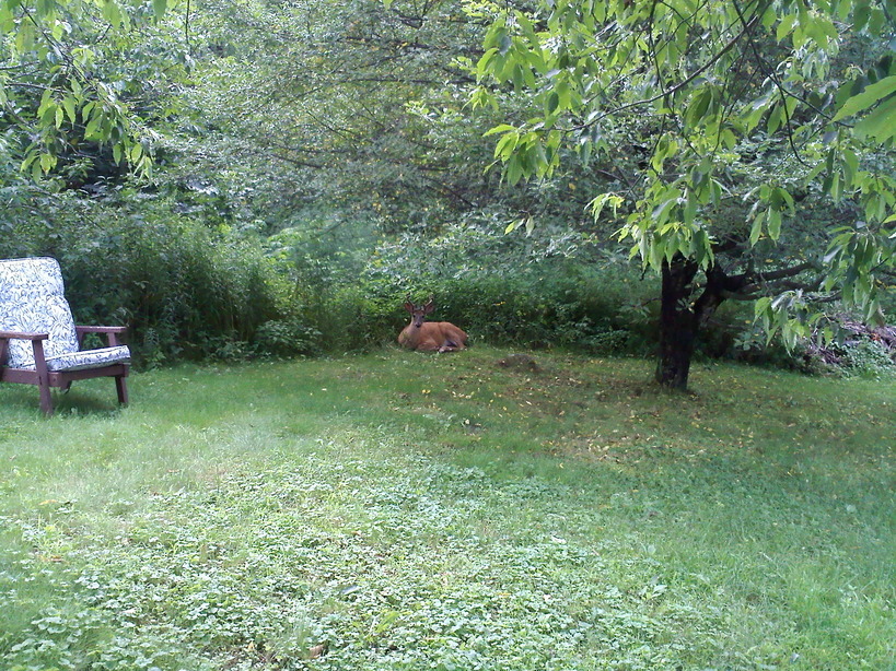 Andover, NH: Napping Young Buck in Back yard