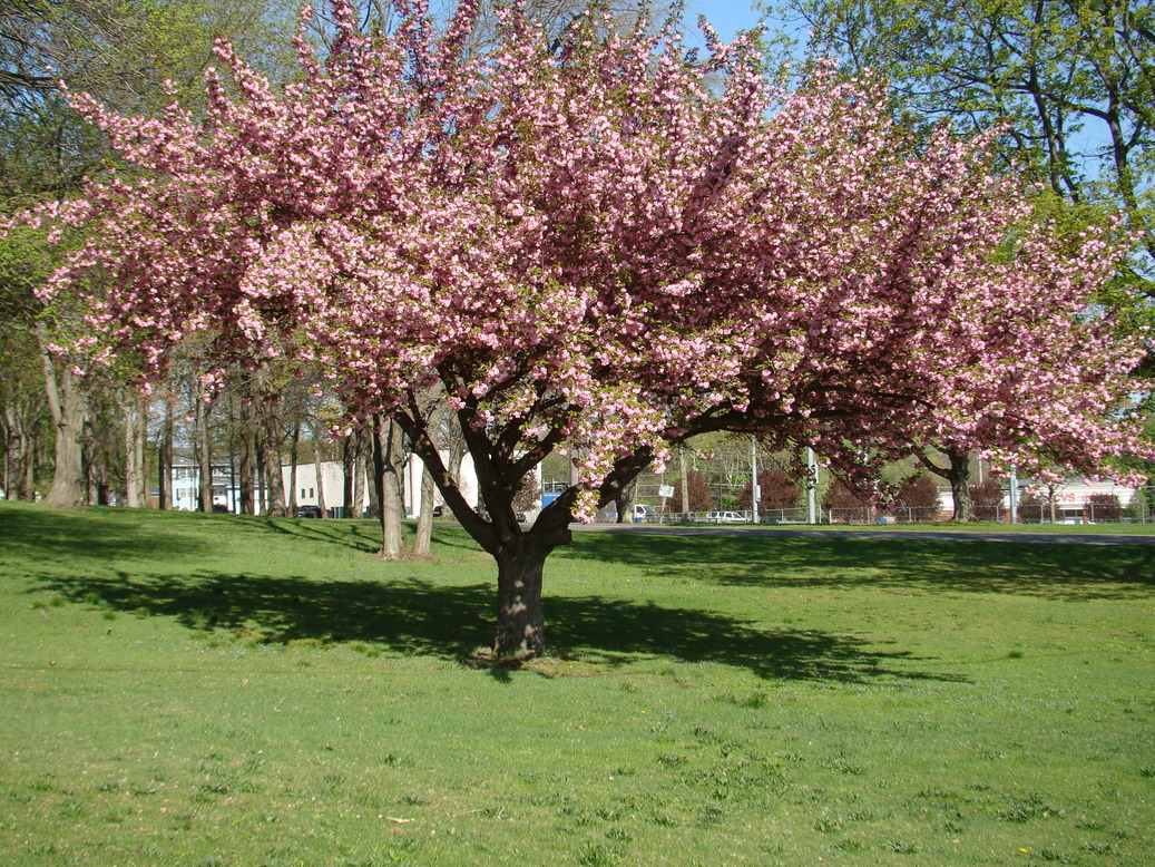 Jamesburg, NJ: Jamesburg Boro Hall in distance behind Dogwood Tree, Thompson Park, Jamesburg, NJ