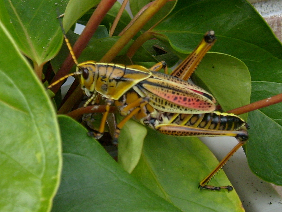 St. Marks, FL At my house in St Marks, FL photo, picture, image