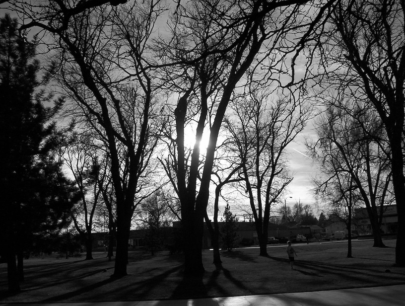 Colby, KS: Trees of Fike Park
