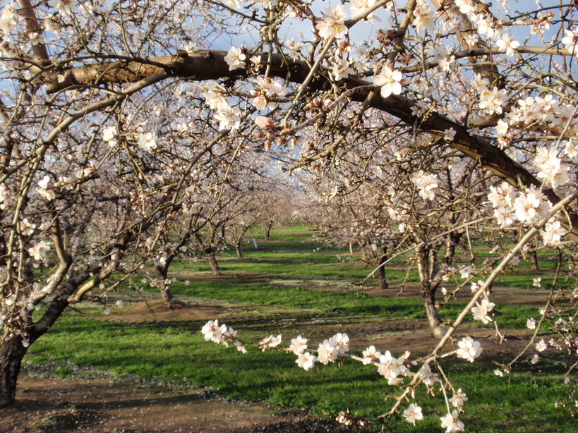 Ripon, CA: Almond Blossoms near Ripon