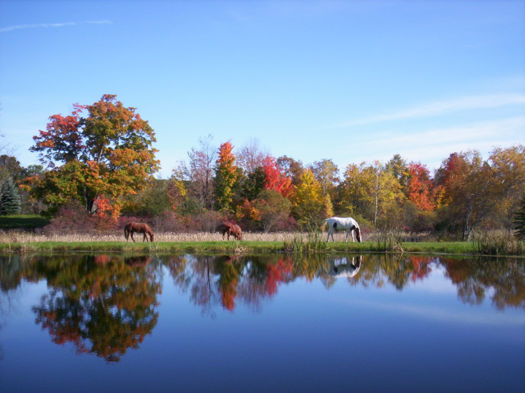 Greenville, NY: Horses by pond on Pine Ridge Farm