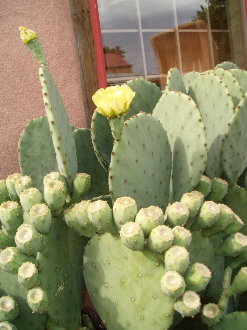 Albuquerque, NM : Albuquerque - vegetation (cacti) photo, picture ...